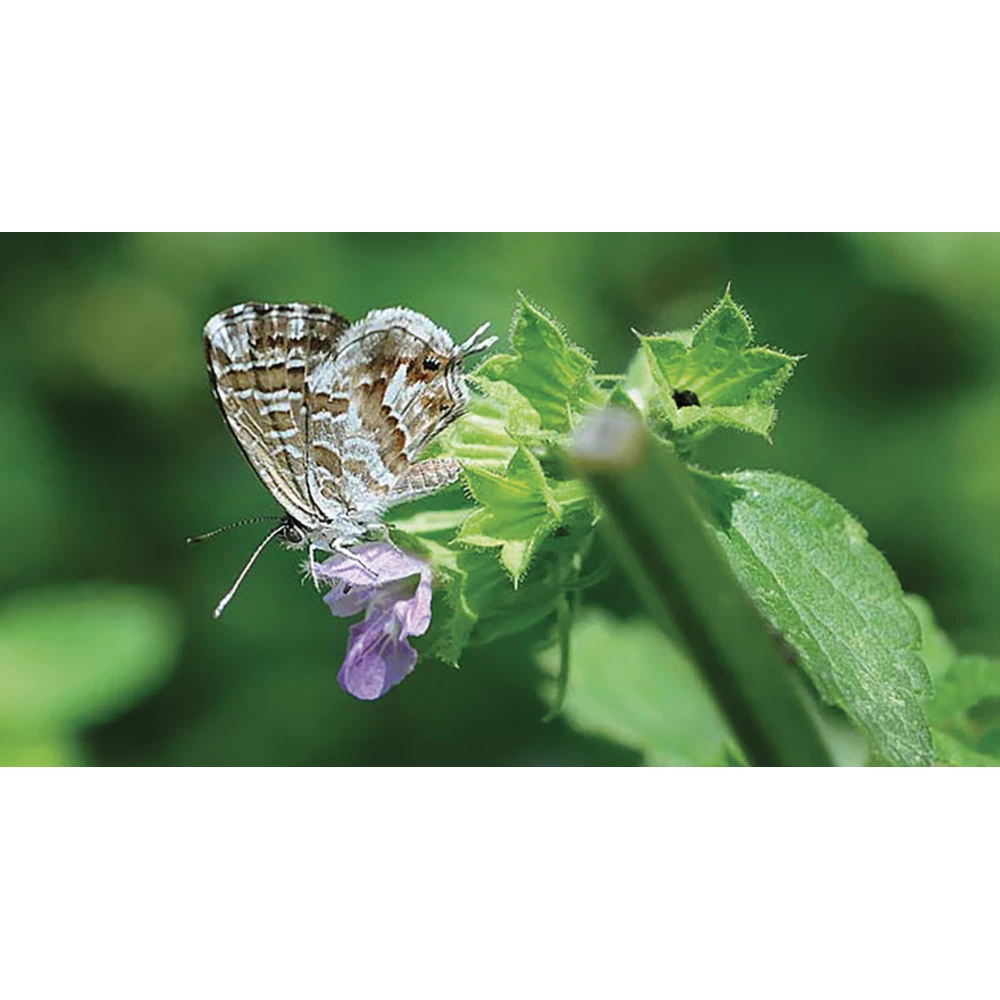FLORTIS BIO TRAPPOLA cromotropica farfallina del geranio 5pz - immagine 2