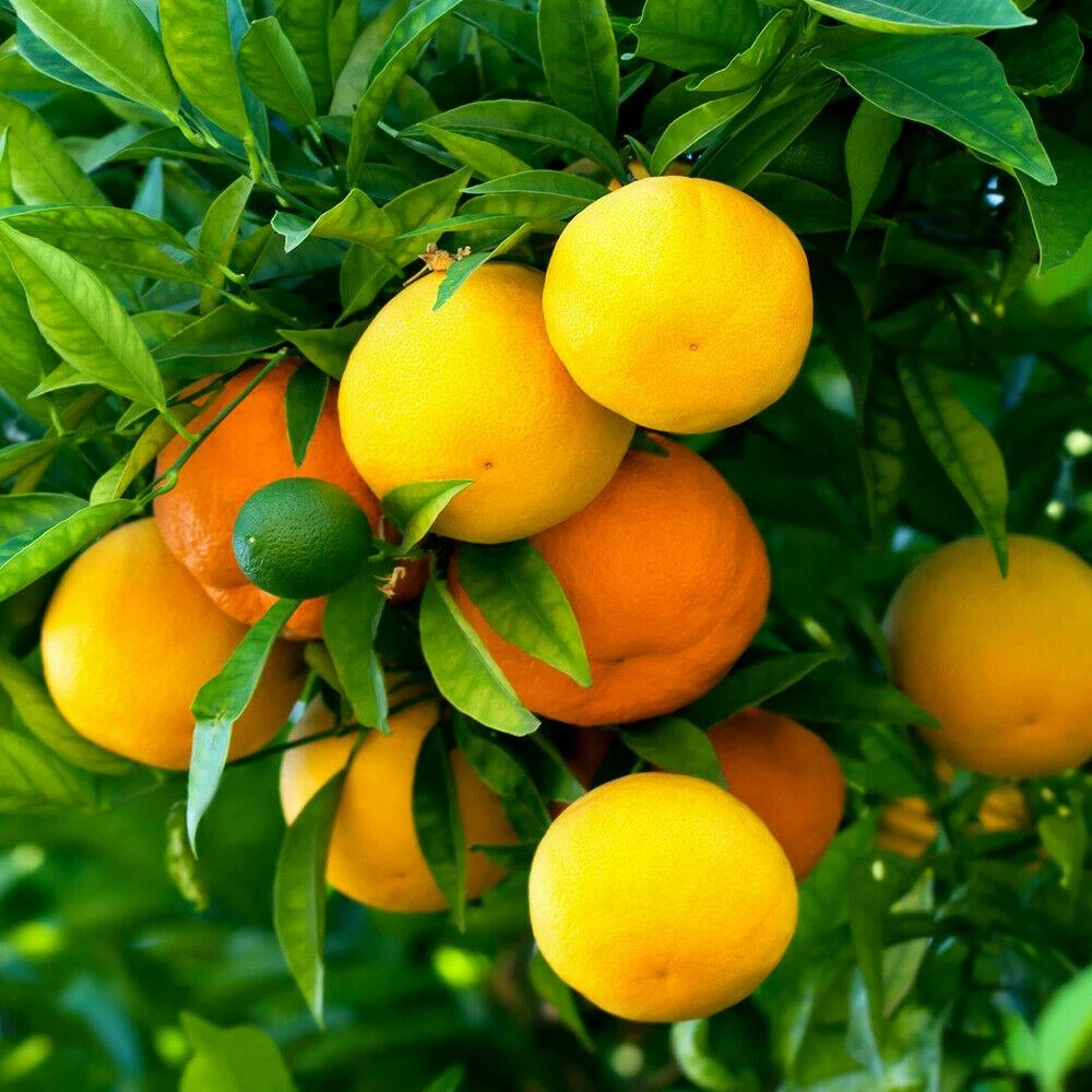 AGRUMAX Concime agrumi liquido 500g limone arancio pompelmo - immagine 2