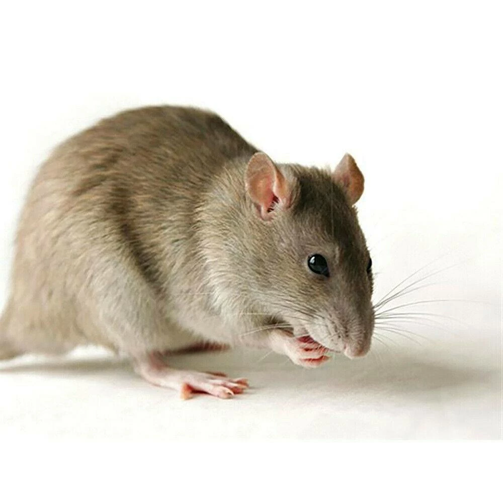 FLORTIS Colla per topi ratti 135g pronto uso da spalmare su tavolette cartone - immagine 2